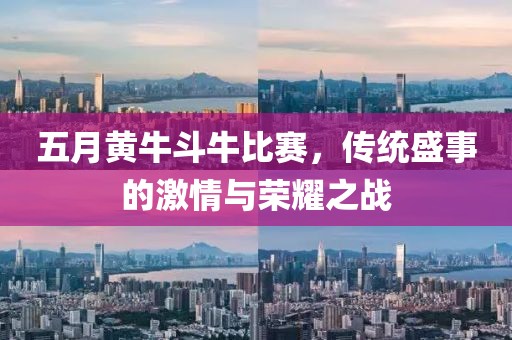 五月黄牛斗牛比赛，传统盛事的激情与荣耀之战