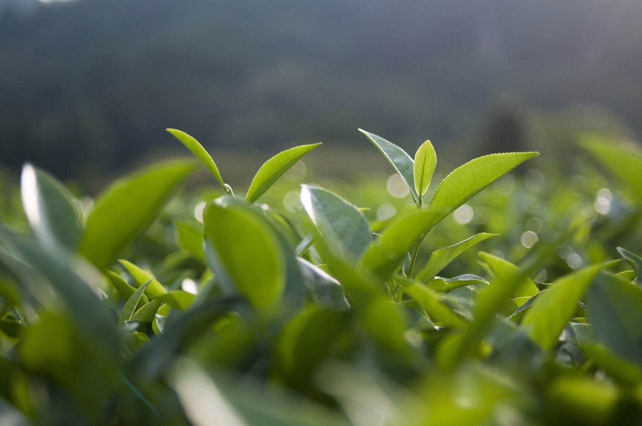 中国十大岩茶最新排名与独特魅力概览