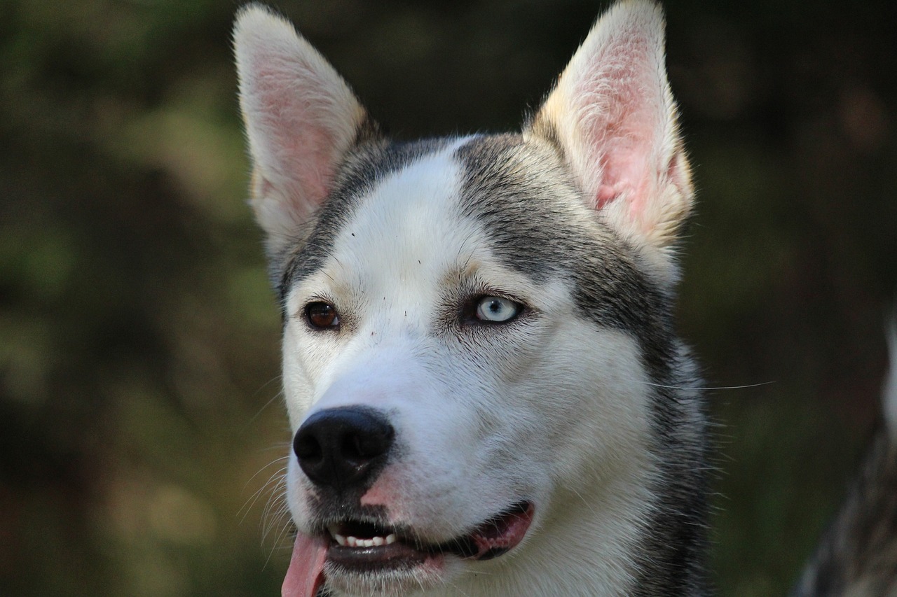 世界十大凶犬最新榜单揭晓
