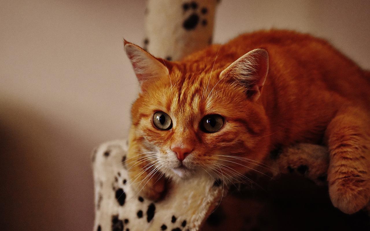 猫咪最新官方网，一站式探索猫的世界，满足你的养猫需求