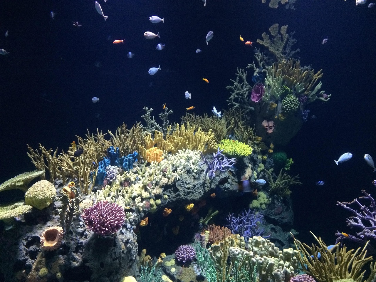 深海水族馆隐藏鱼最新探索揭秘，神秘鱼类揭秘之旅