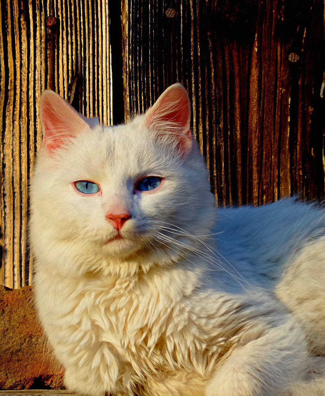 猫咪应用最新版，全新互动体验，探索与猫咪的亲密时光