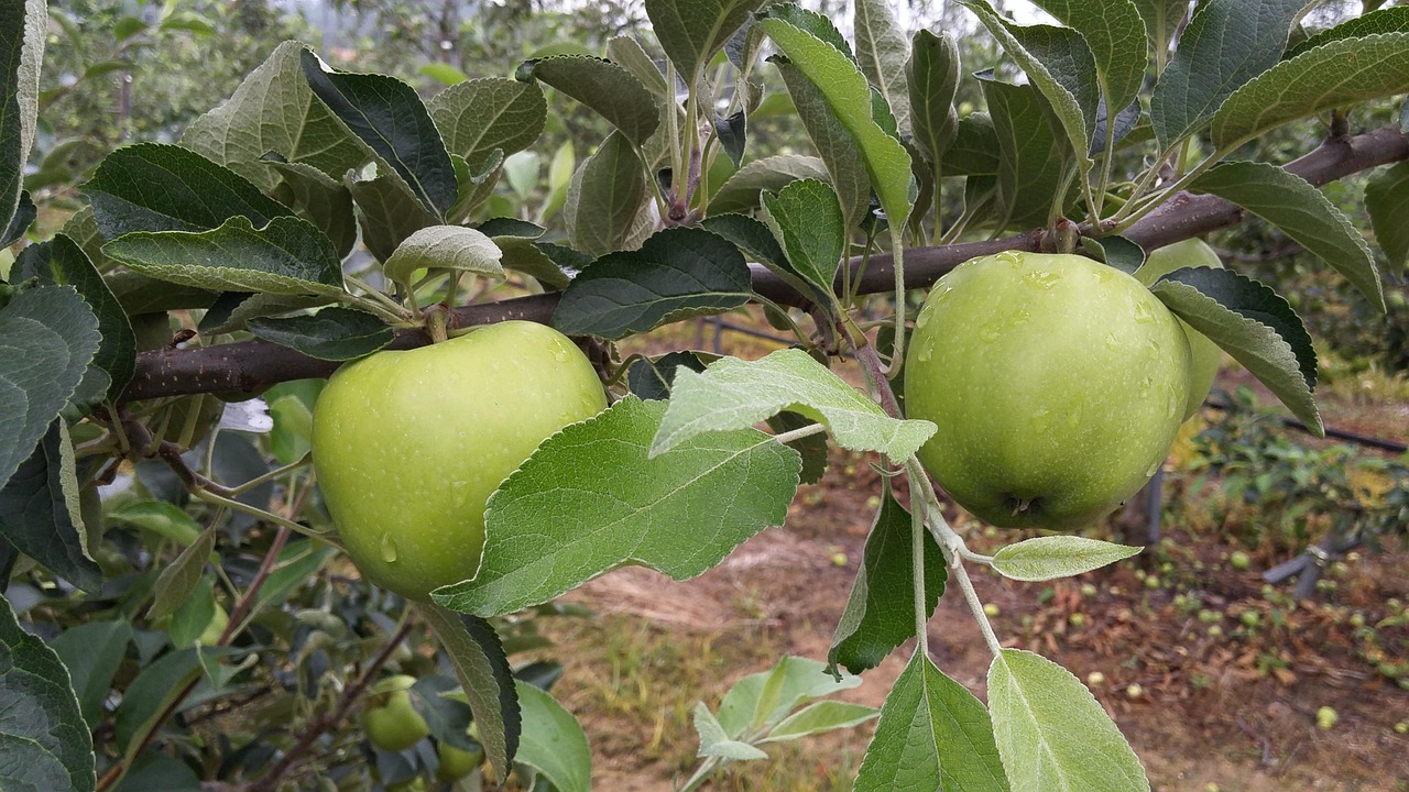 苹果手机最新价格大全