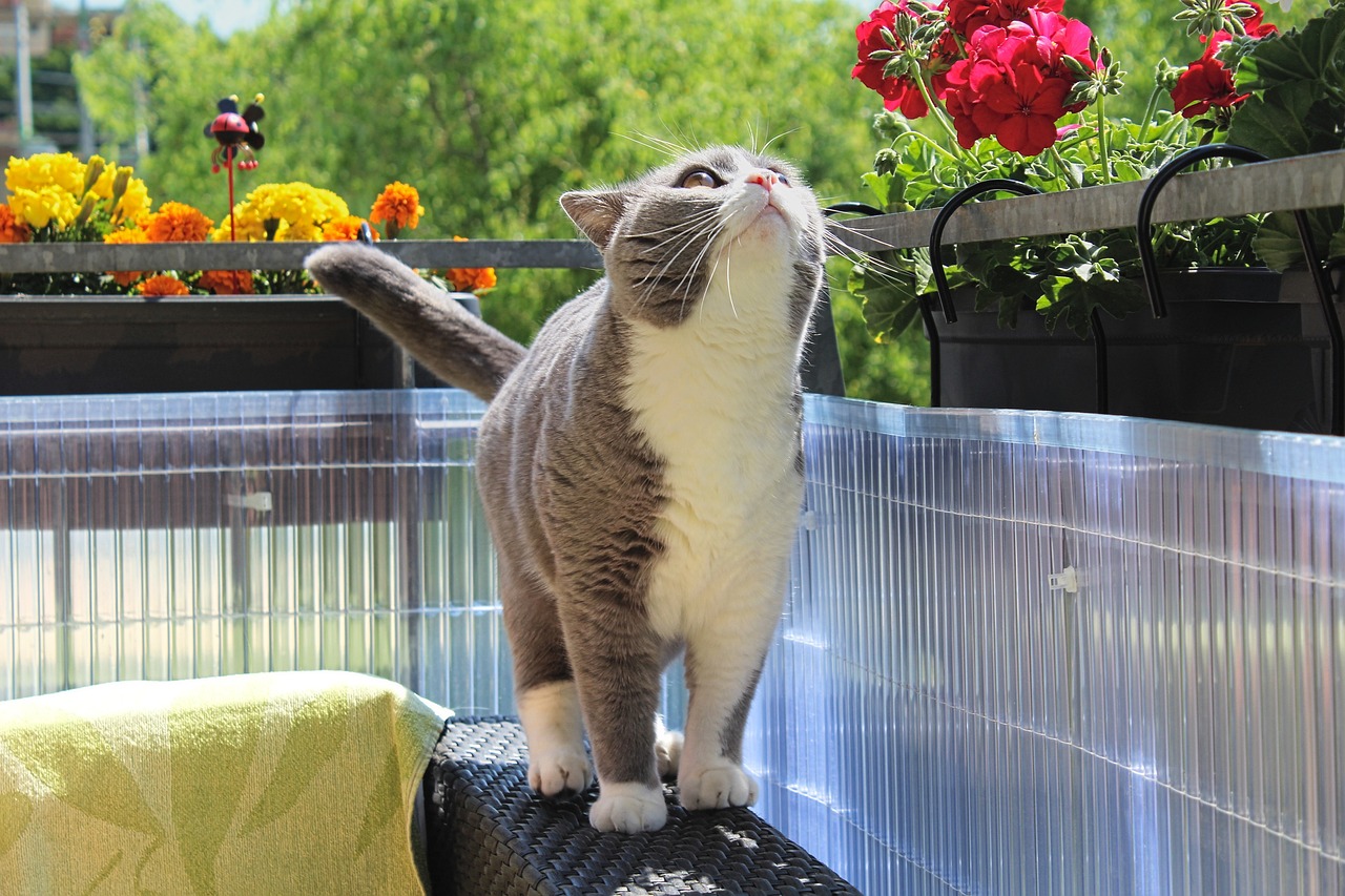 萌力四溢的动漫小猫咪，虚拟世界中的可爱宠儿