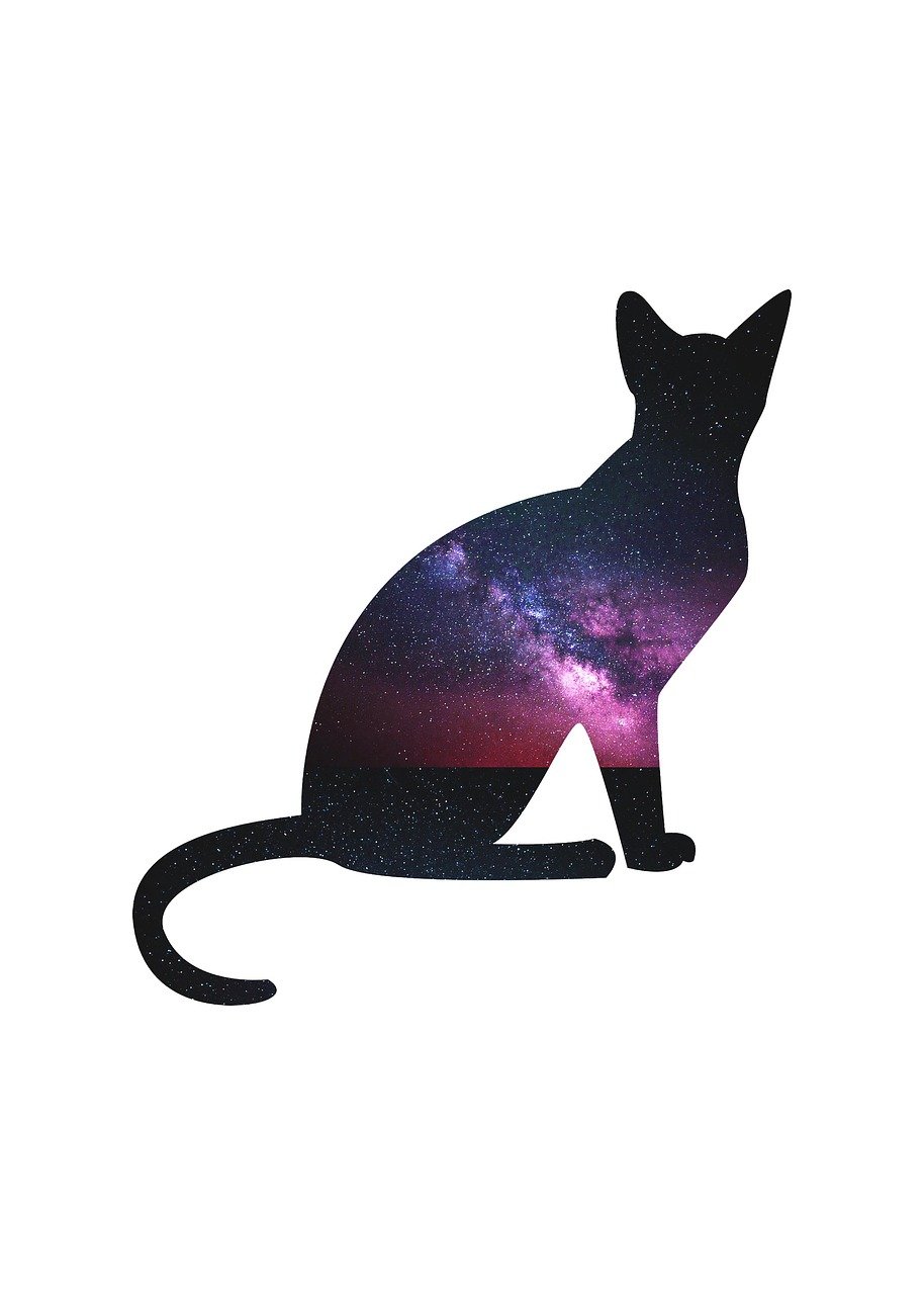 喜欢猫的明星，情缘与故事揭秘