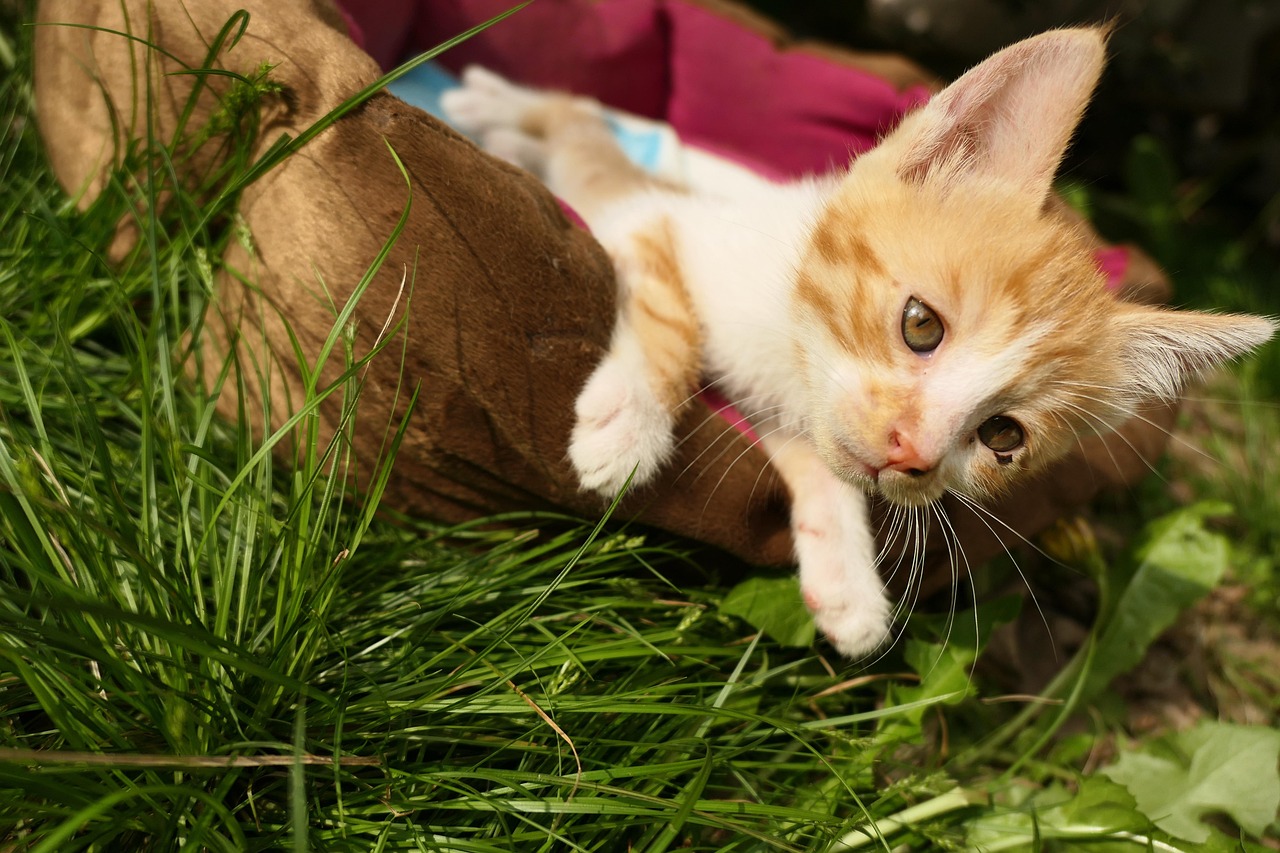 猫咪官网新版发布，全新猫咪世界探索之旅
