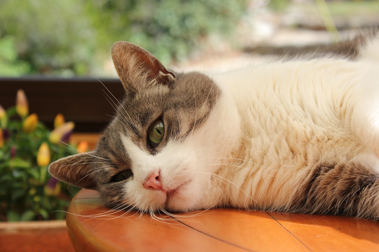 探索猫的世界，最新猫咪位置揭秘与其日常起居的奥秘