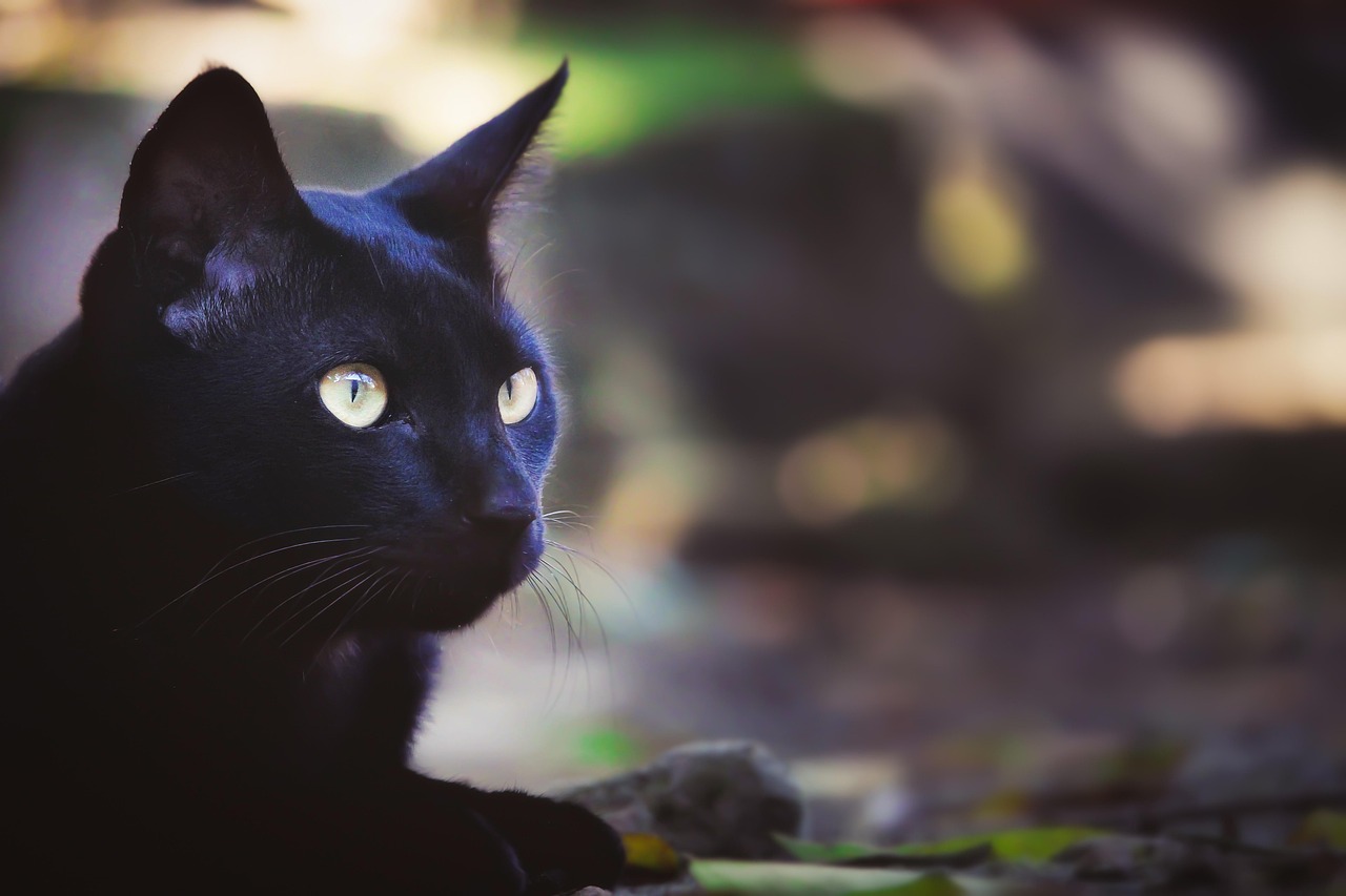 猫电视，独特的居家体验与娱乐新方式