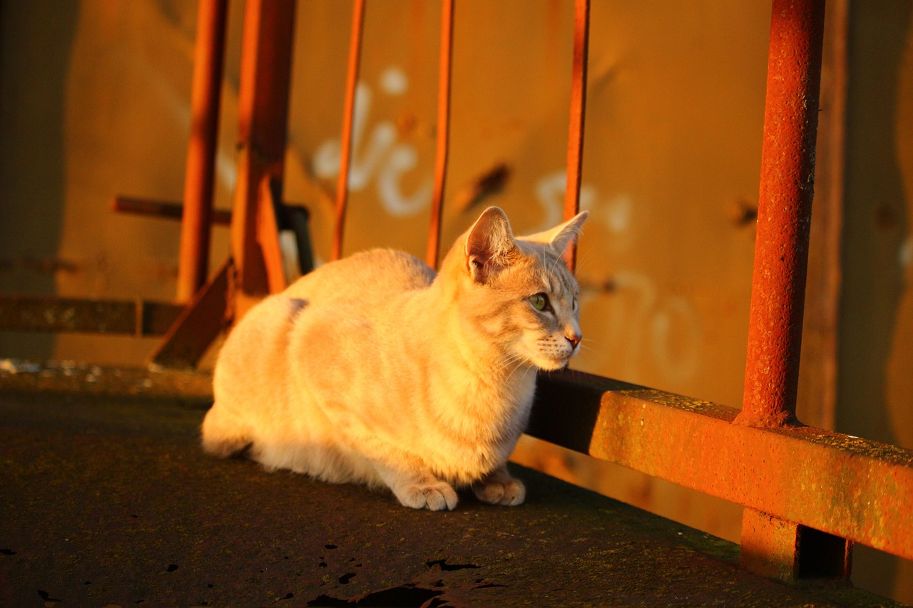 萌力四溢的动漫猫咪情头，展现二次元魅力