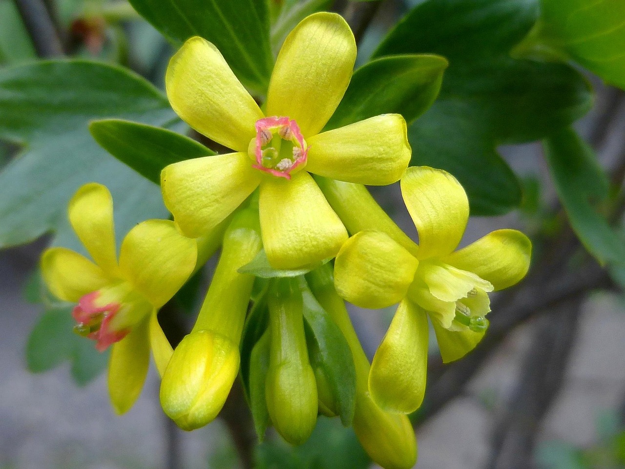 五月栀子花最新价格探寻